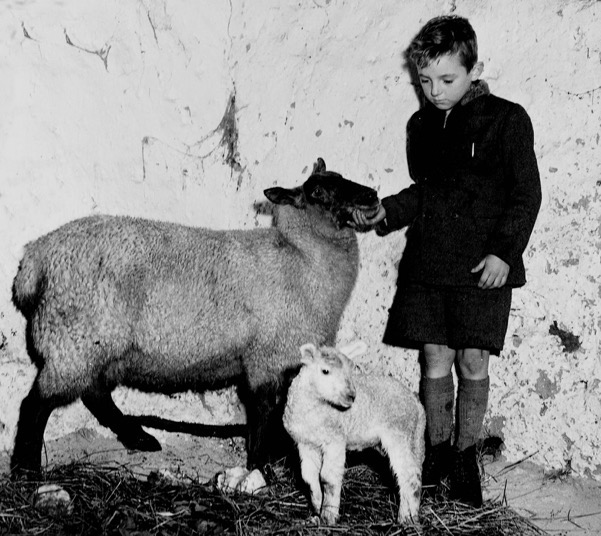 Jerome O’Callaghan admiring a newly born lamb on the family farm at Vicarstown in November 1955.jpg